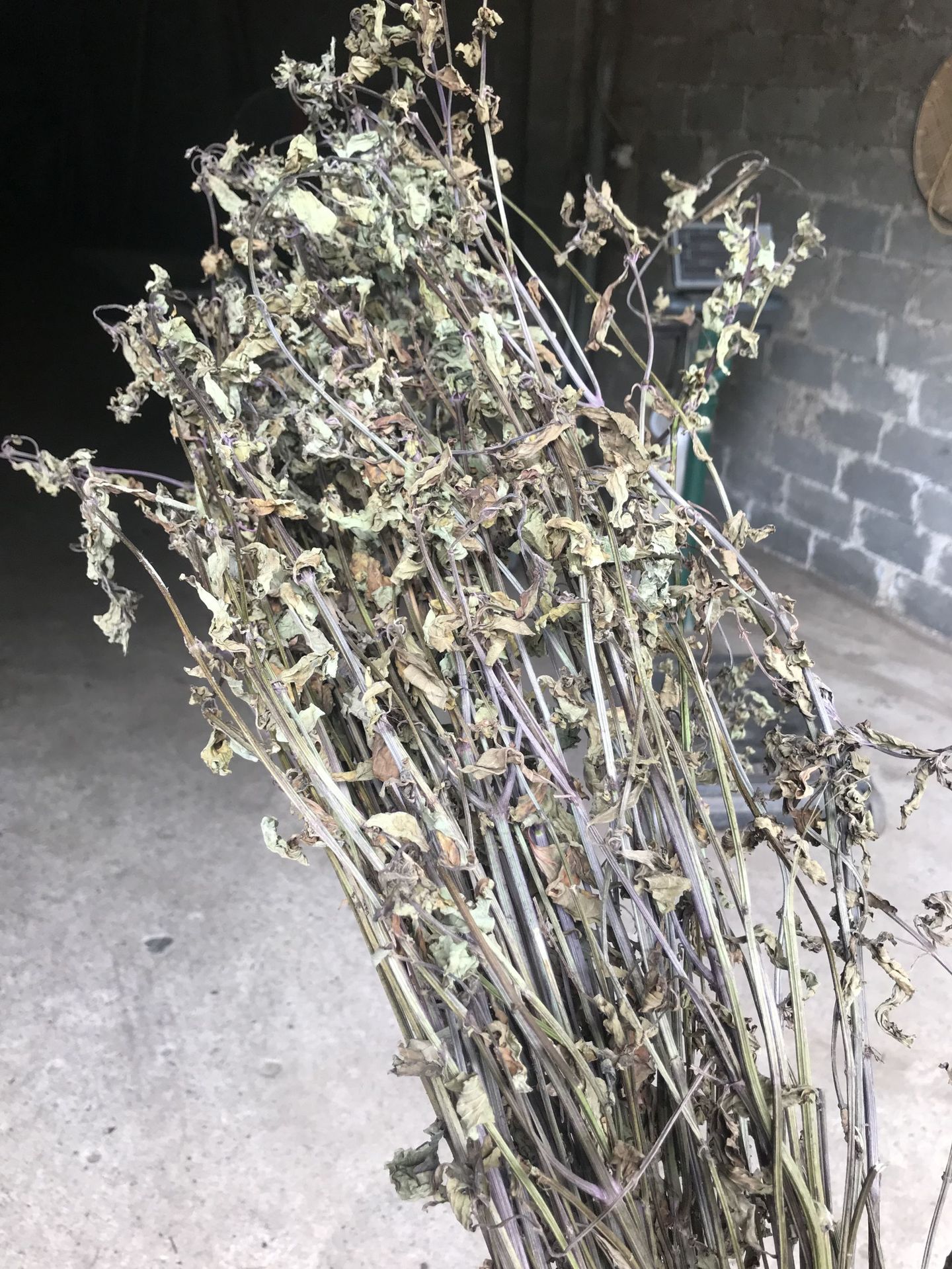 猫须草茶 肾茶 化石草 自产自销 洗肾茶