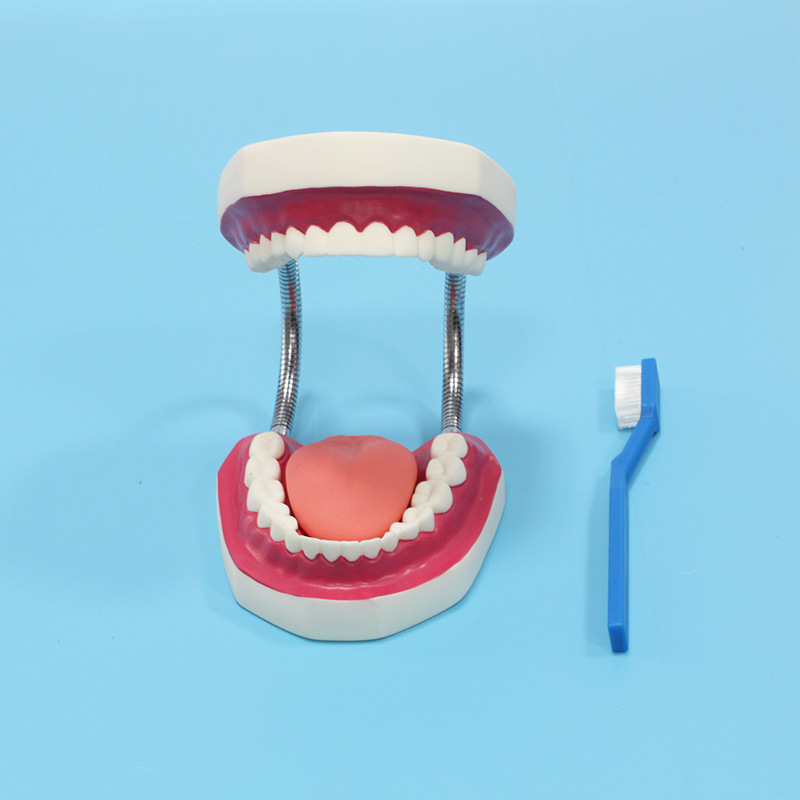 医博bix-hy护理保健牙齿模型 儿童早教刷牙模型 口腔教学幼儿园