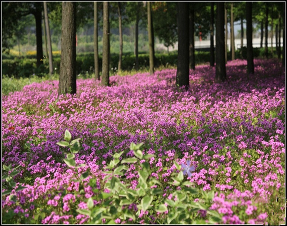 出售多年生地被植物花海草坪 红花炸酱草 炸酱草 林下地被-阿里巴巴