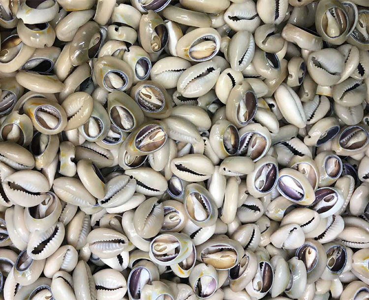 环金宝螺天然小贝壳批发 海螺配件 装潢家居服饰装饰本色灰色切片