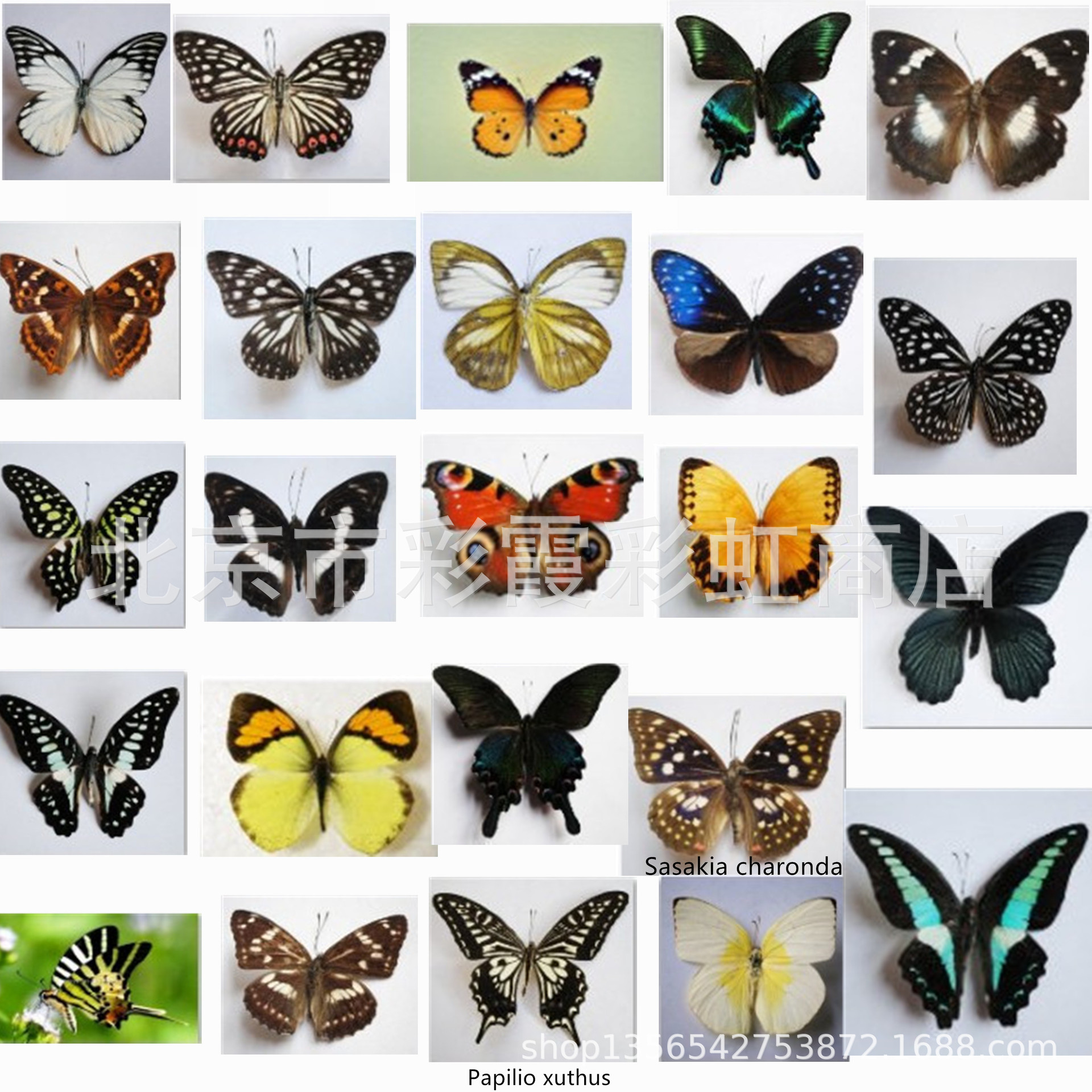 幼儿园教具_真蝴蝶标本已幼儿园教学教具科普认知diy制作品种可选- 阿里巴巴