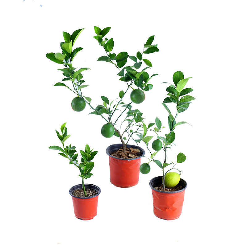 柠檬批发盆栽地栽果树苗 青柠檬苗木 嫁接四季香水柠檬