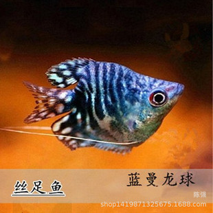 热带鱼观赏鱼淡水鱼活体鱼中型鱼蓝曼龙球鱼草缸鱼宠物鱼