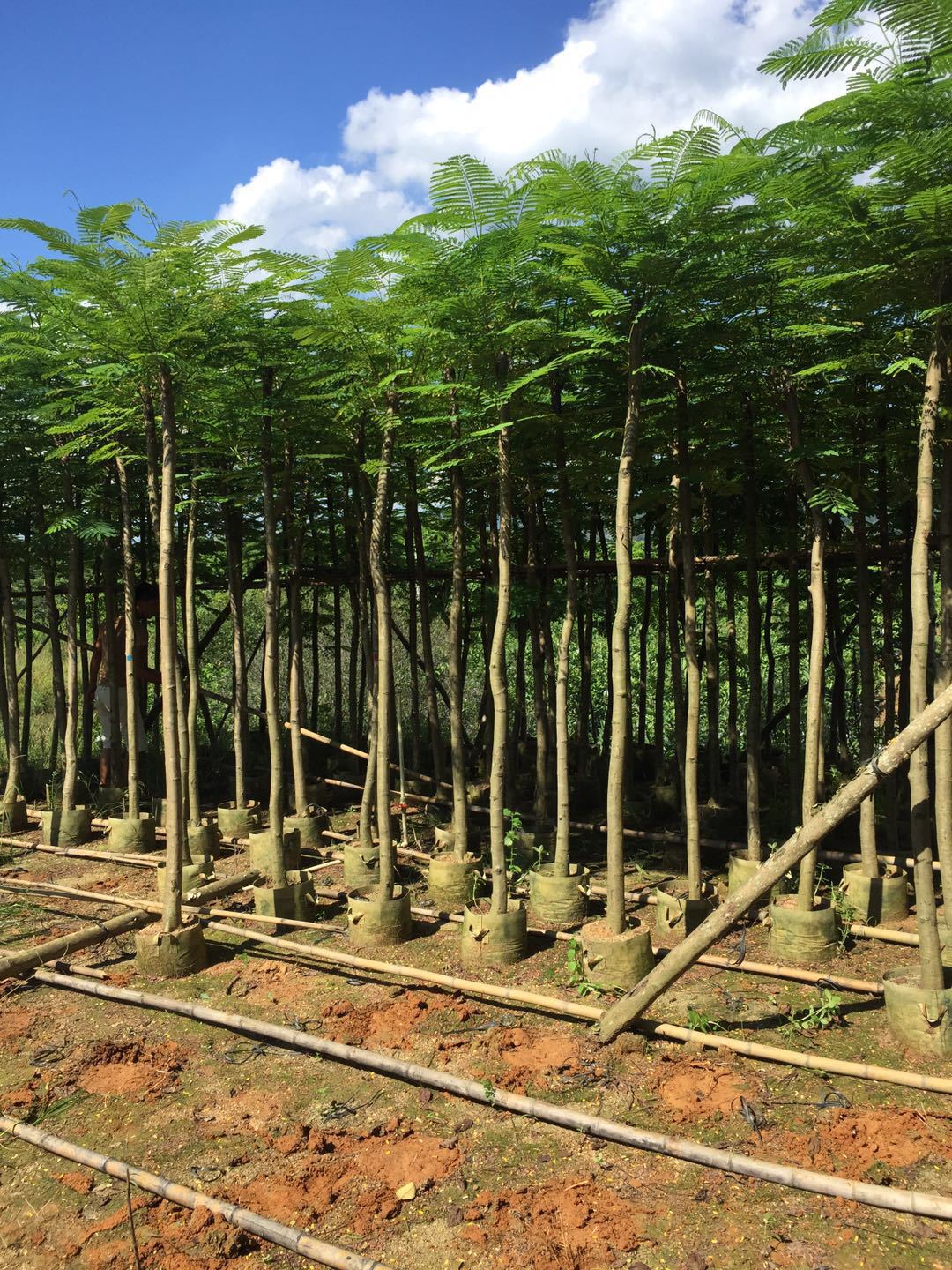 凤凰木园林5公分凤凰木多种规格绿化工程苗木批发名贵风景树种类