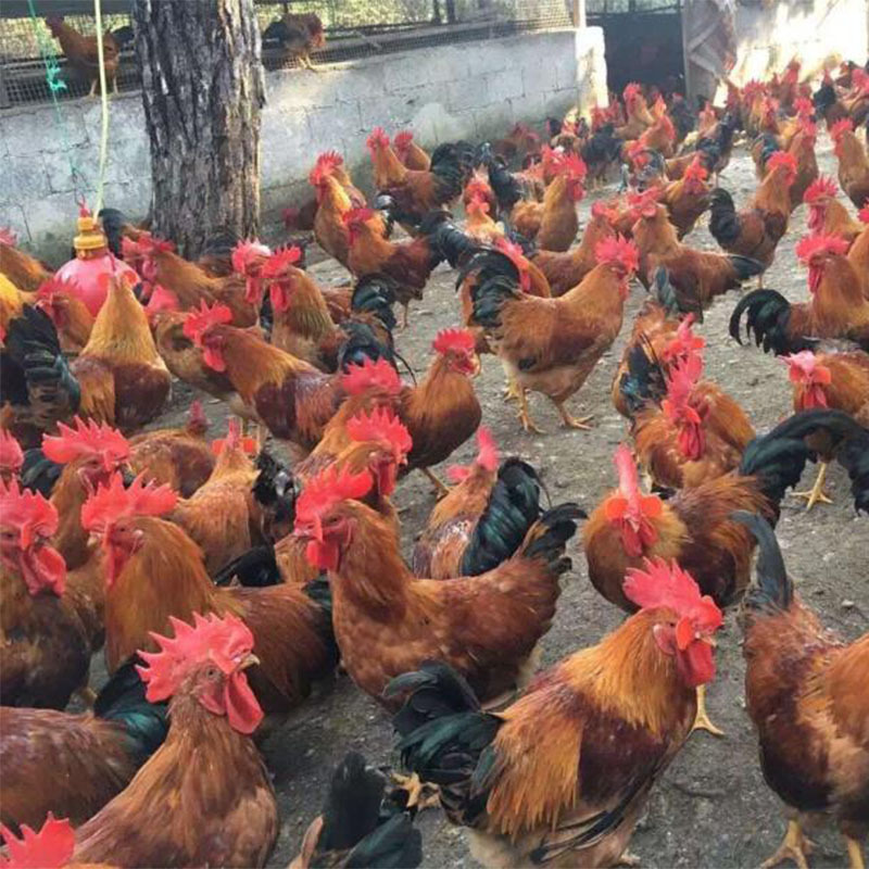 麻鸡红毛鸡土鸡三黄鸡野鸡农家散养鸡珍珠鸡快大肉鸡广州鸡苗活体华羽