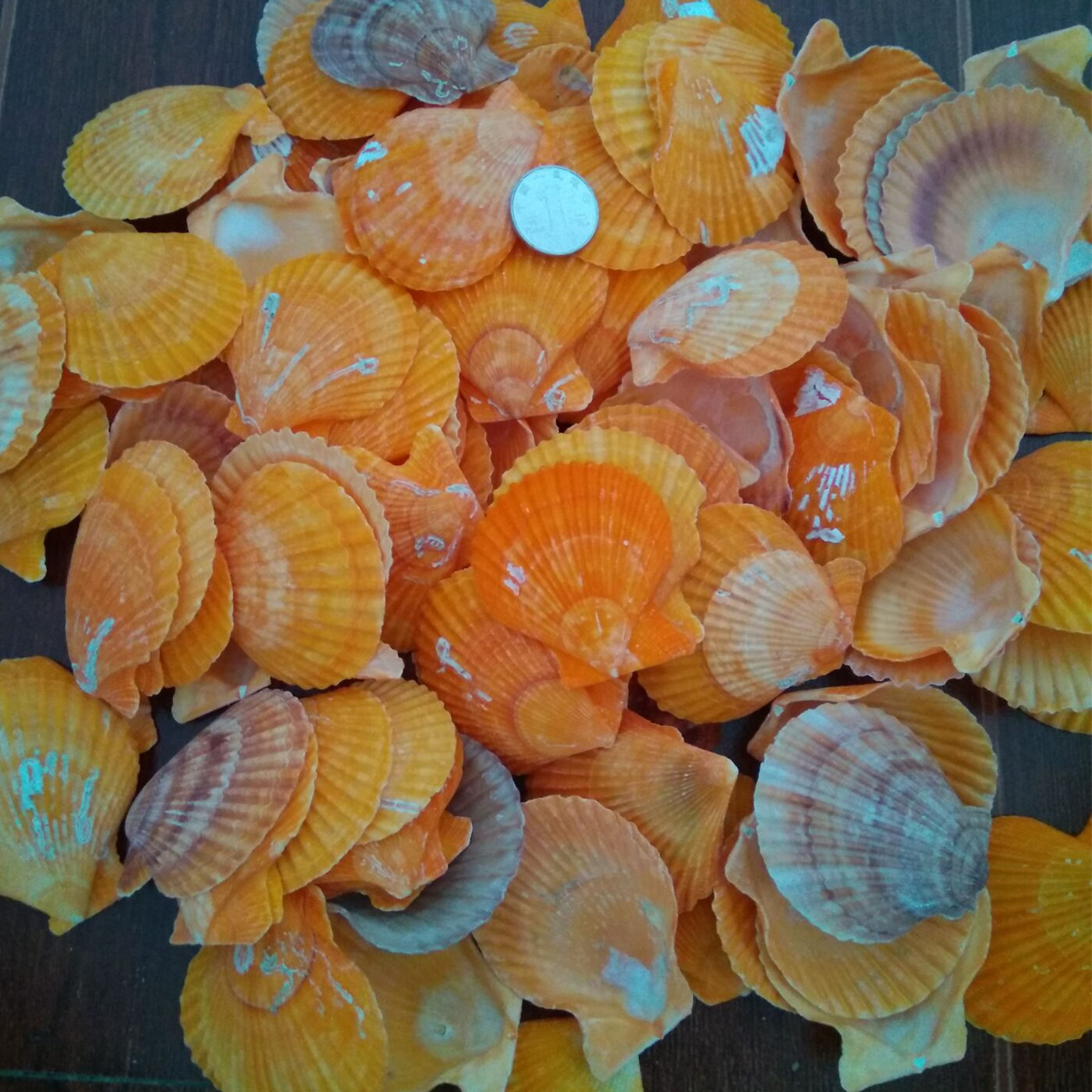 批发天然黄扇贝壳原料 家居装饰 鱼缸造景 烧烤扇贝 按斤卖