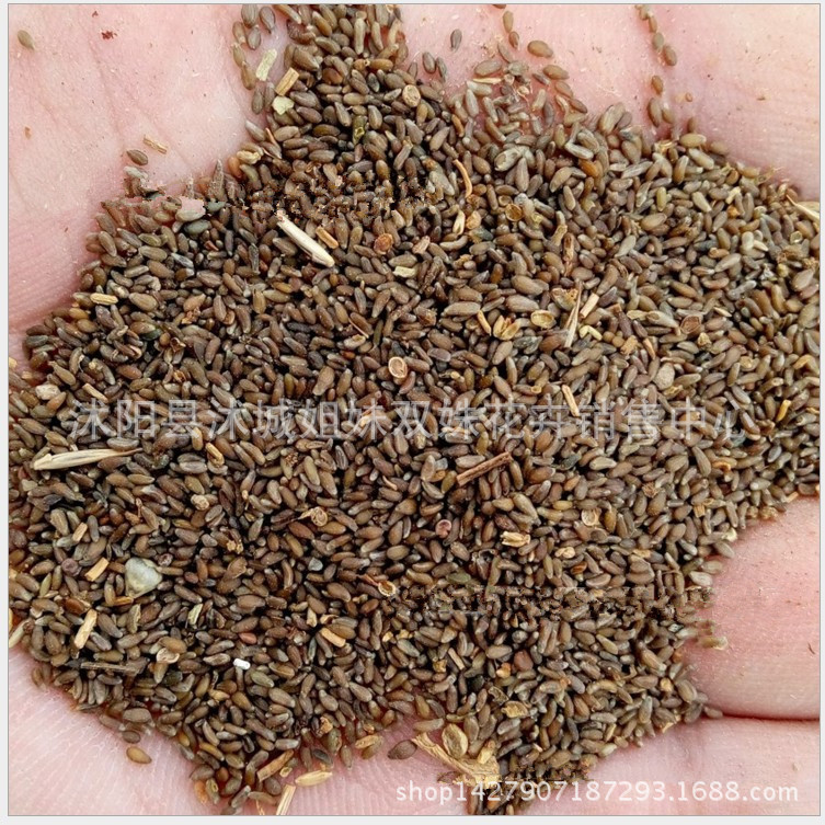 沙蒿种子牧草种子 荒漠蒿 青沙蒿 黑沙蒿种子 油蒿 白沙蒿种子