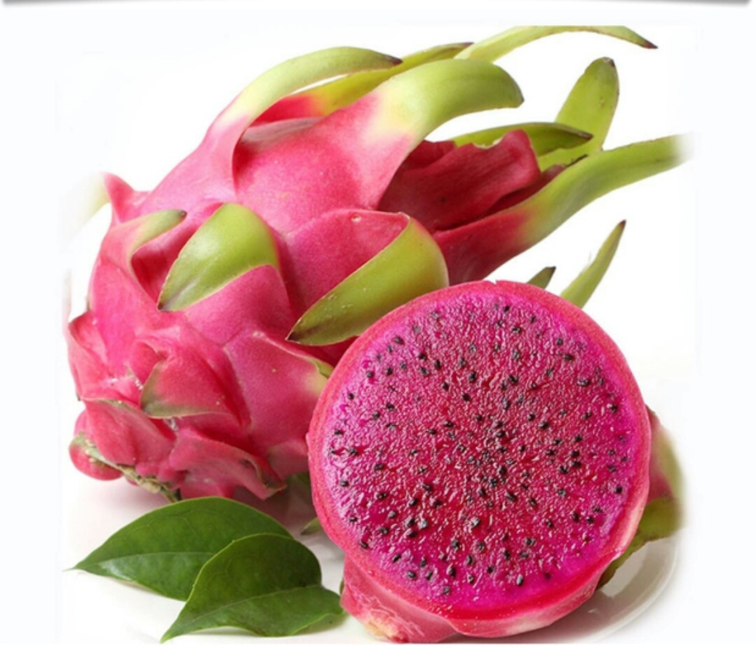 海南北纬18金都一号红心火龙果