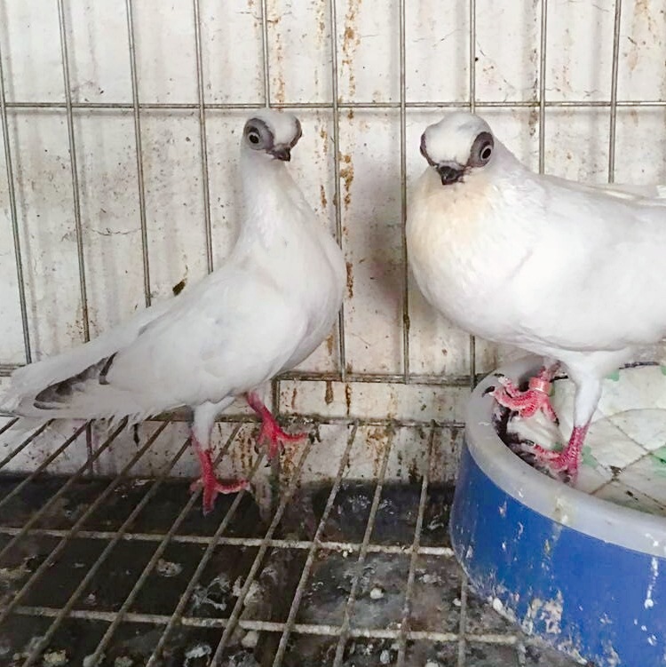 红金鱼鸽价格 黄金鱼鸽 熊猫金鱼鸽子图片 观赏鸽养殖场