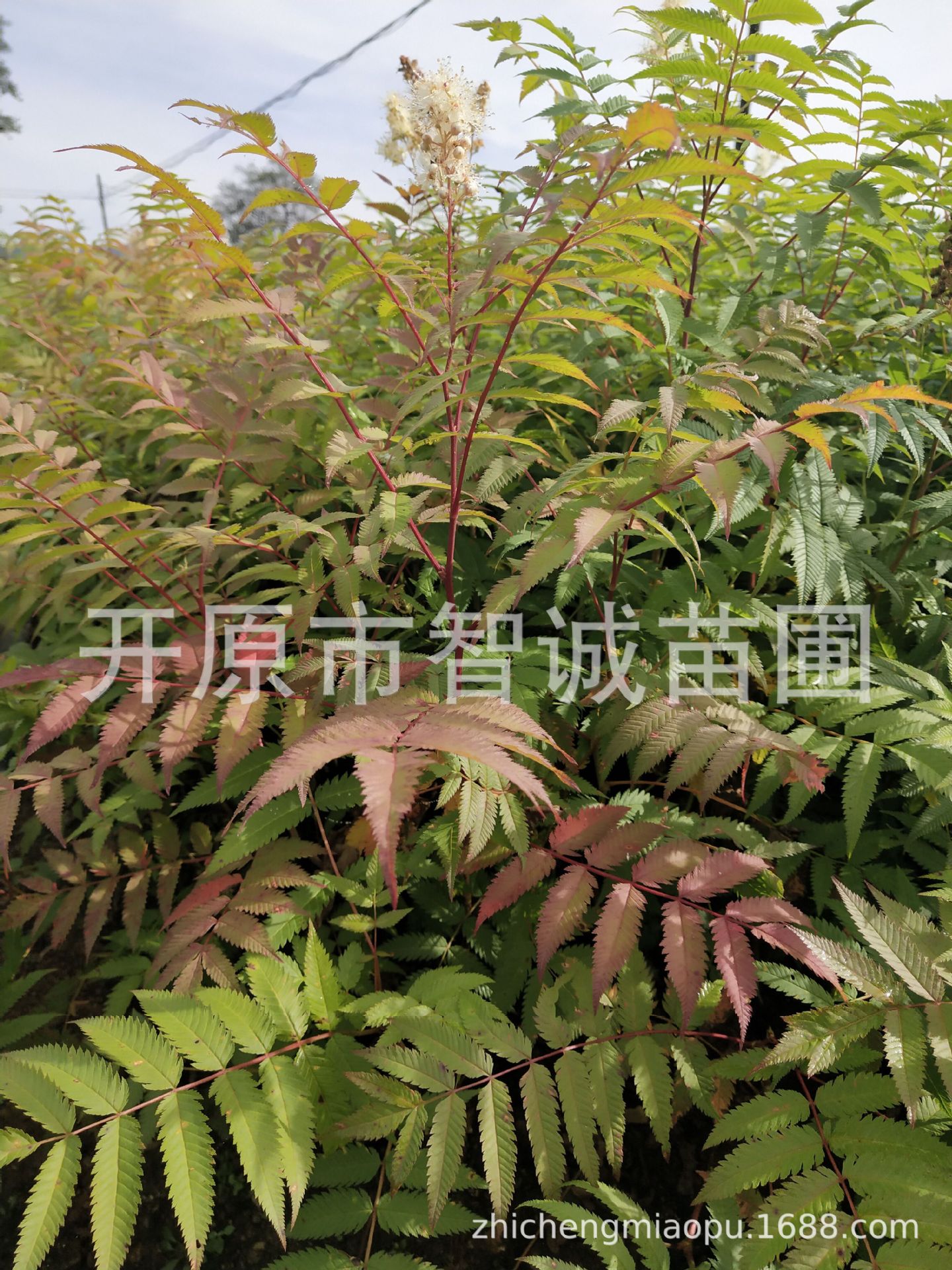 供应 珍珠梅 丛生珍珠梅 量大从优 物美价廉