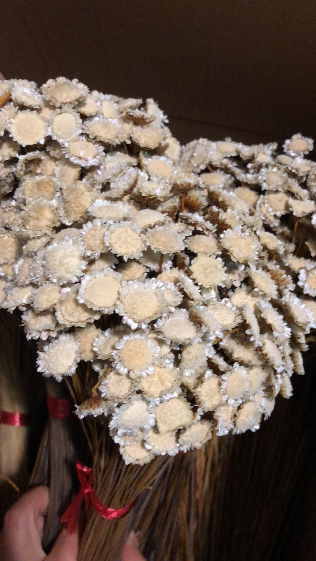 天然玛格丽特巴西干花玛格丽特花小雏菊天然植物自然永生花