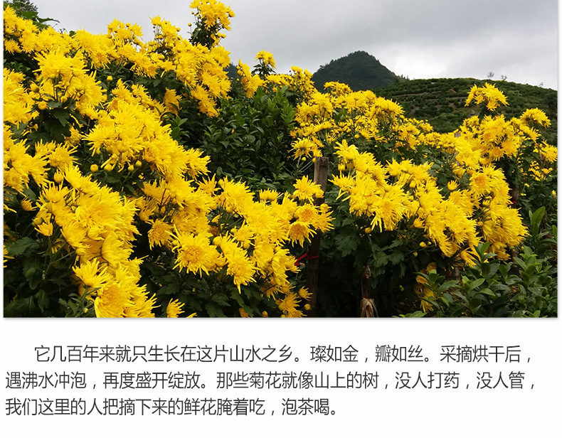 徽裕晟 特级 黄山皇菊 菊花茶 黄山贡菊 散装100朵金丝皇菊 批发