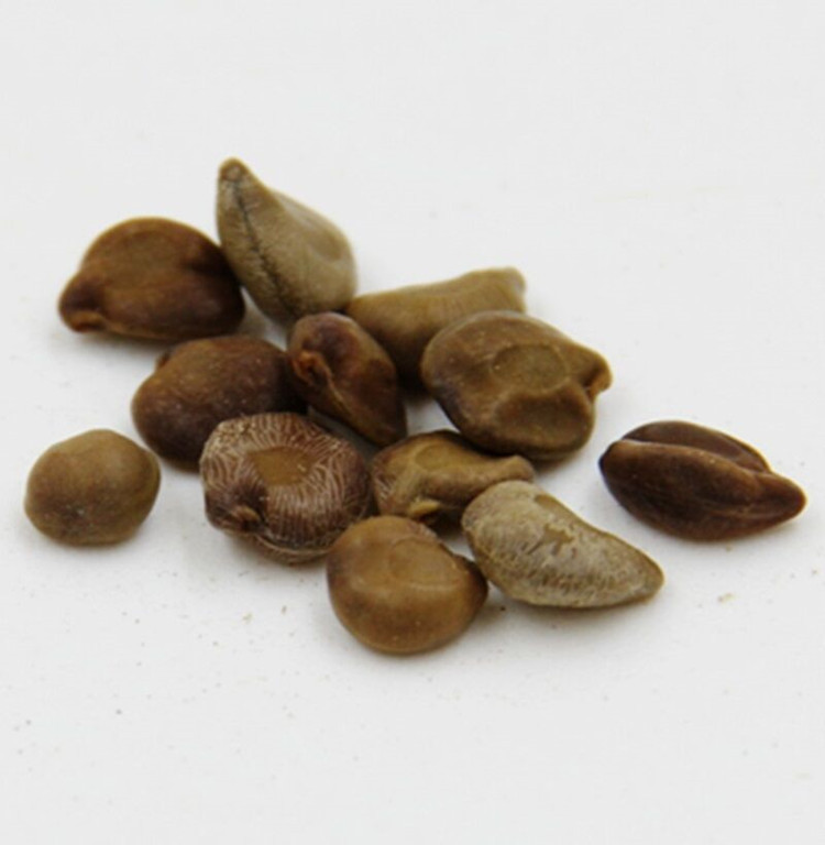 中药材望江南 正品新货望江南 天然望江南籽一公斤包邮