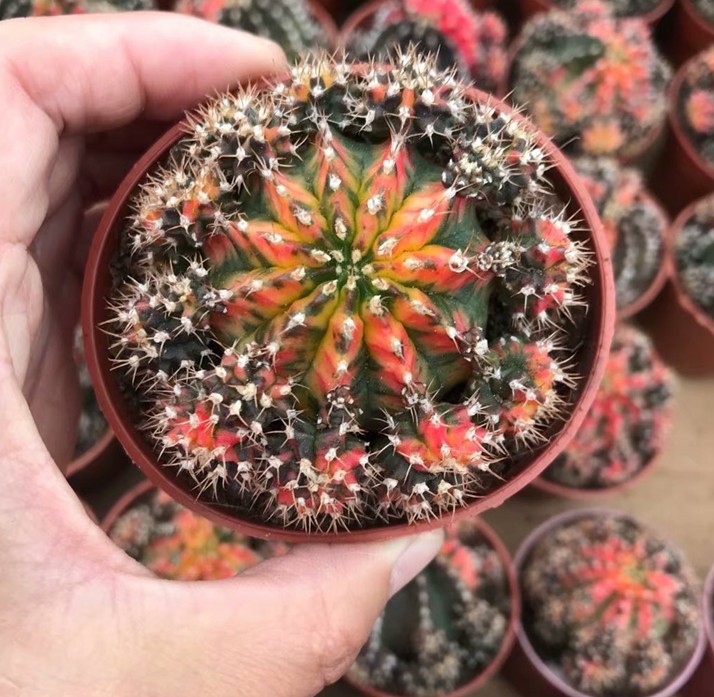 五彩牡丹群 仙人球 带崽 实拍 约8cm 脱盆发货 少根或无根