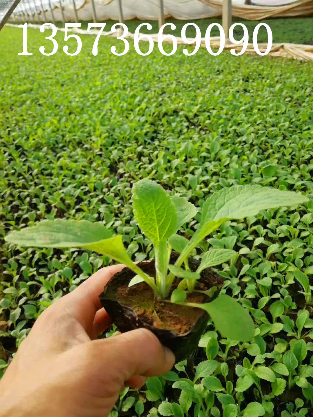 青州花卉基地直供毛地黄 毛地黄花海新品种种苗苗子 毛地黄营养杯