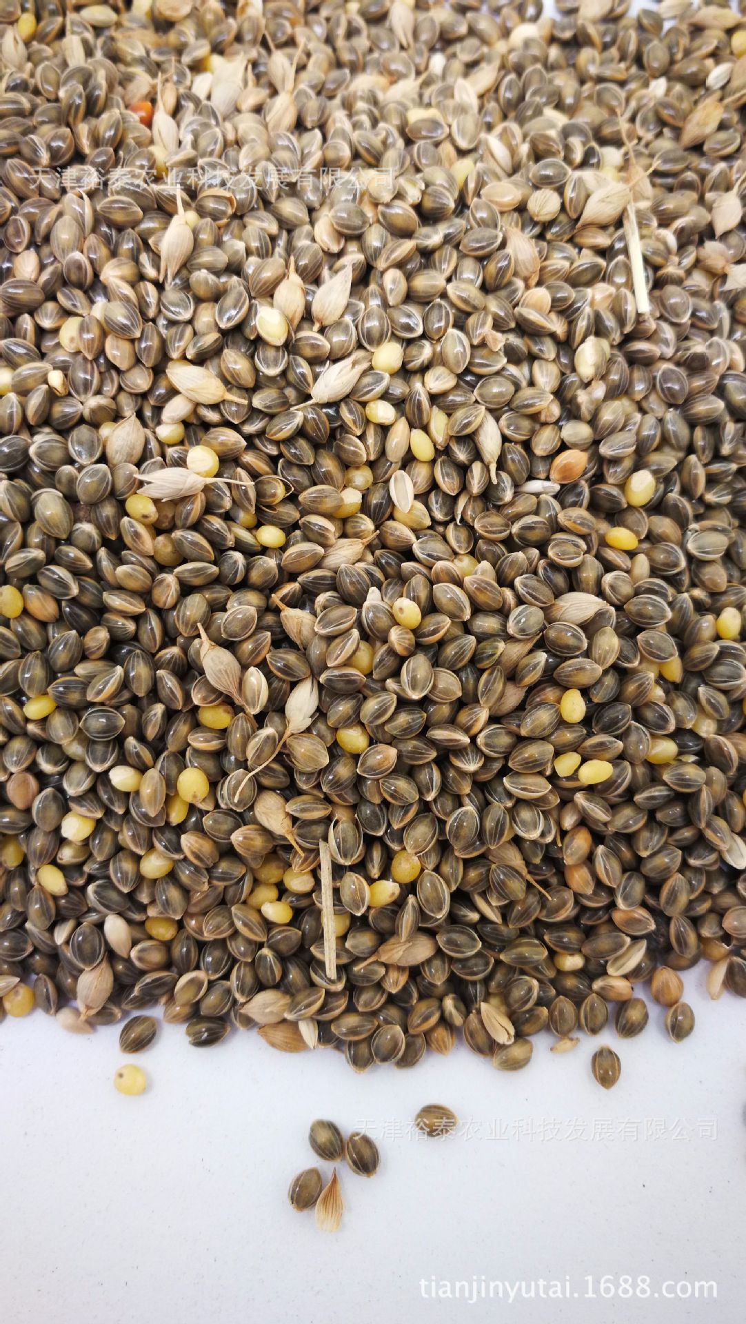 2020年产 中国 青黍子 谷子