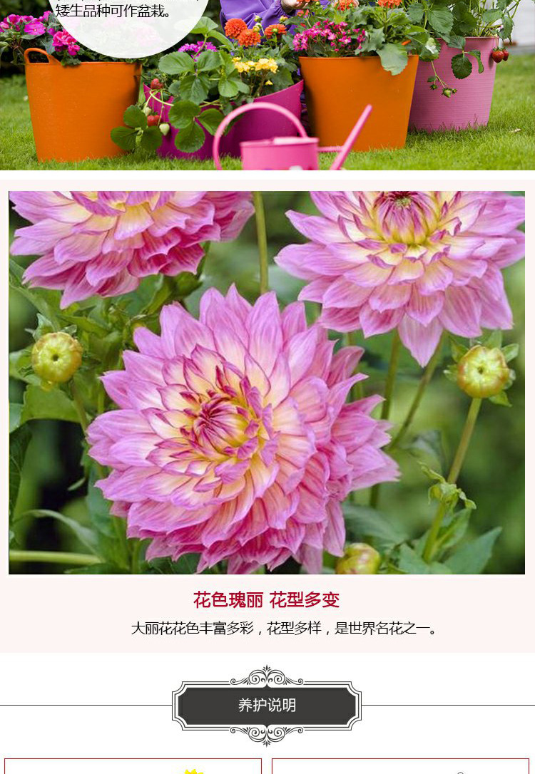 批发大丽花种球 多色重瓣地瓜花球根 四季种植多年生种球量大价优