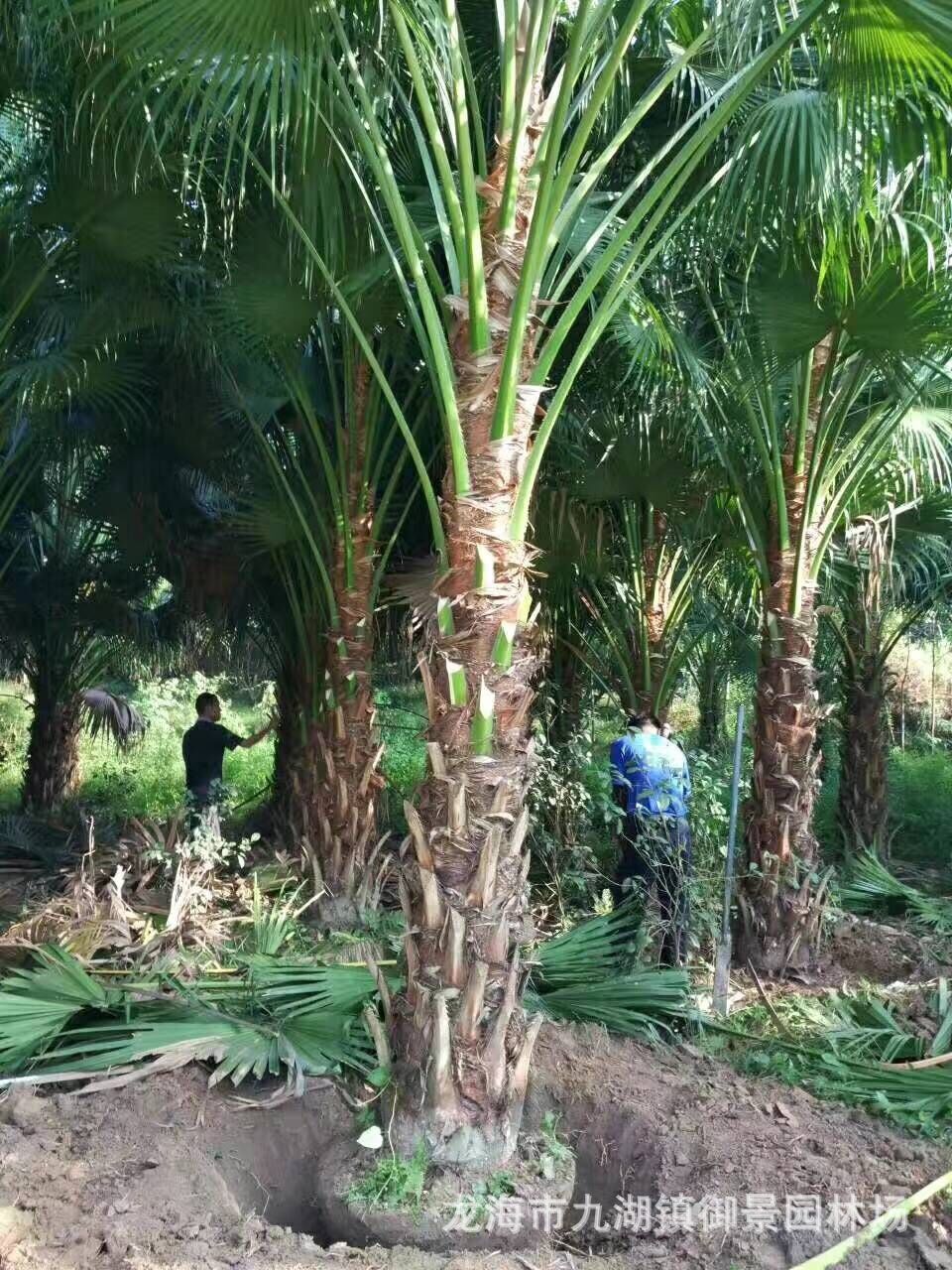 5米 蒲葵树苗价格 高干蒲葵 行道树棕榈树