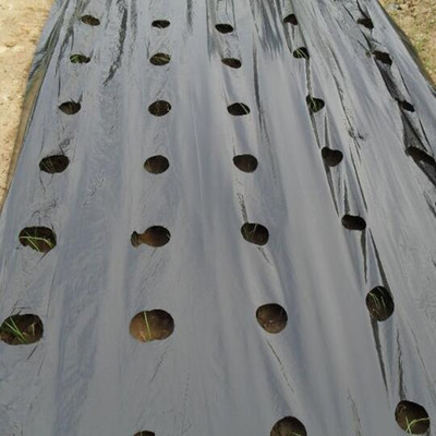 供应黑色地膜农用 打孔地膜 农用黑色地膜 可降解地膜