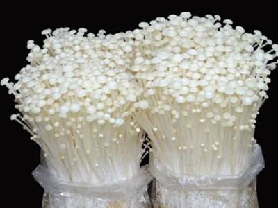 金针菇菌包食用菌菌种平菇菌棒蘑菇菌袋多肉阳台植物可观赏