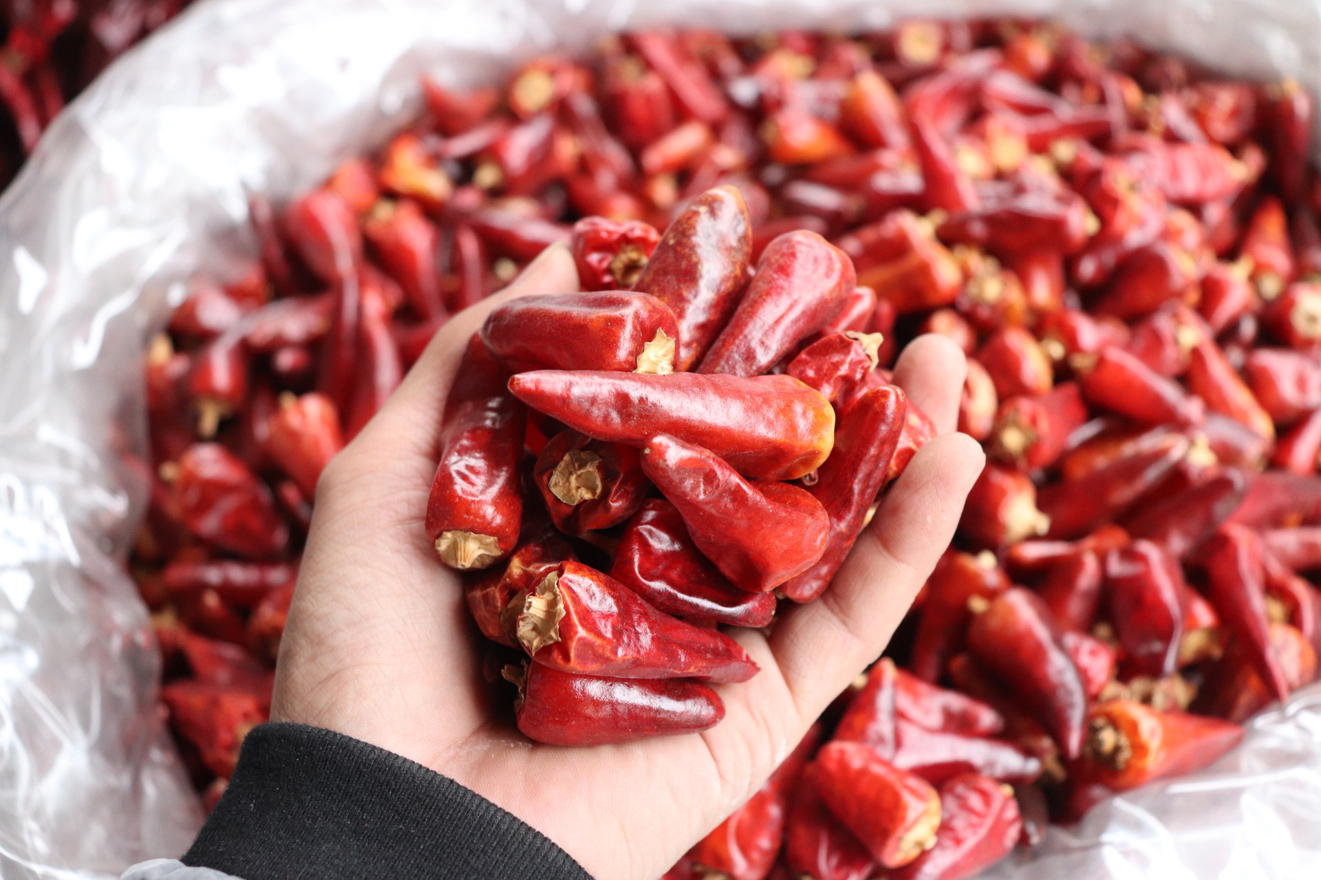 贵州子弹头灯笼椒干辣椒朝天椒川菜调味品中辣特香散装干海椒批发