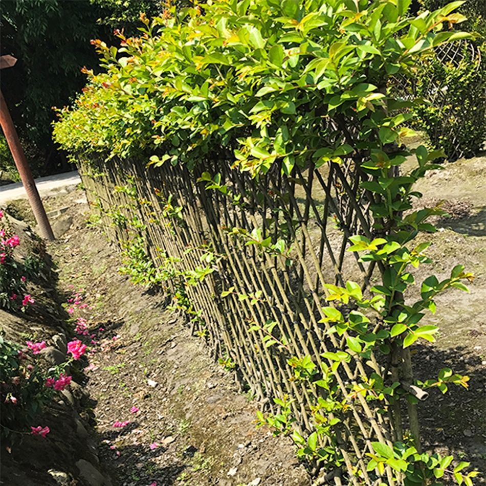 紫薇篱笆墙造型景观编艺植物 园林庭院公园绿化工程苗木绿植