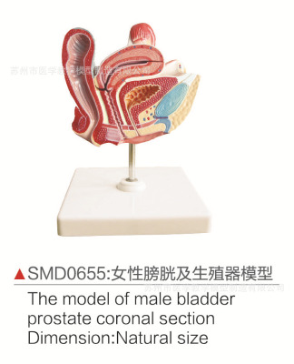 smd0655女性膀胱及生z器模型