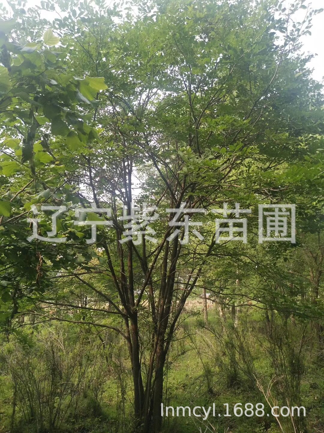 东北山槐,东北山,东北山葱(第2页)_大山谷图库