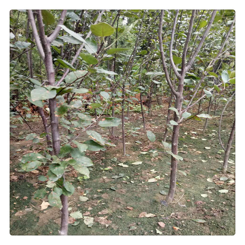 大量批发当年坐果柱状苹果树苗 柱状苹果树苗