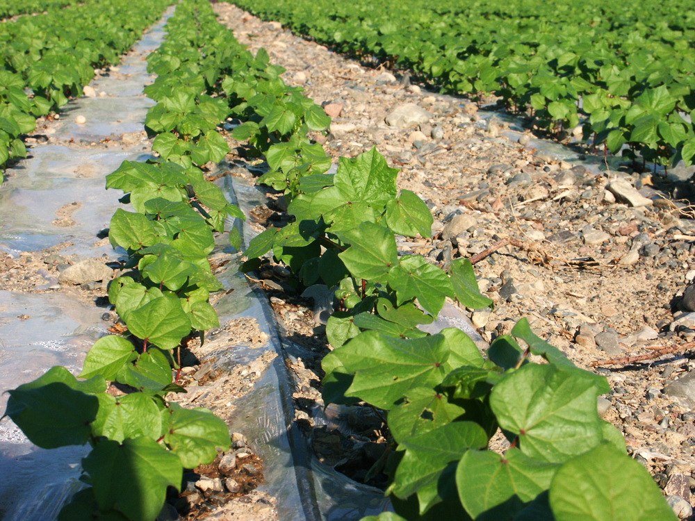 生产厂家 滴灌灌溉工具 贴片式滴灌带 滴灌带