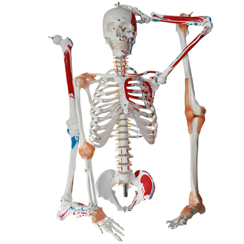 星寿品牌标准175cm人体骨骼模型半边着色半边韧带数字标识