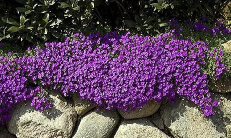 南庭芥种子 蓝庭芥花种子 多年生草花种子耐旱耐寒庭院四季种花卉