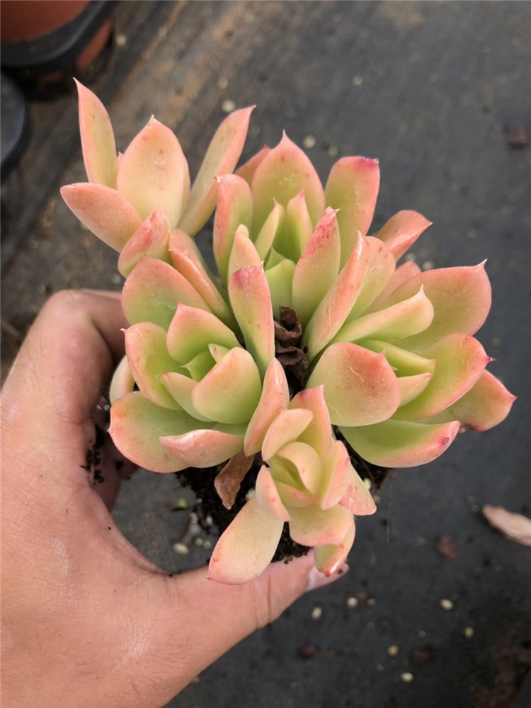 0181多肉植物盆栽大棚直销 状态乔伊老桩品相实拍多肉品种裸根发