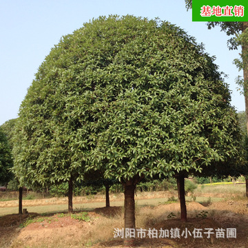 批发湖南桂花树 树形优美八月桂绿化树木4米冠幅树 基地直销-阿里巴巴