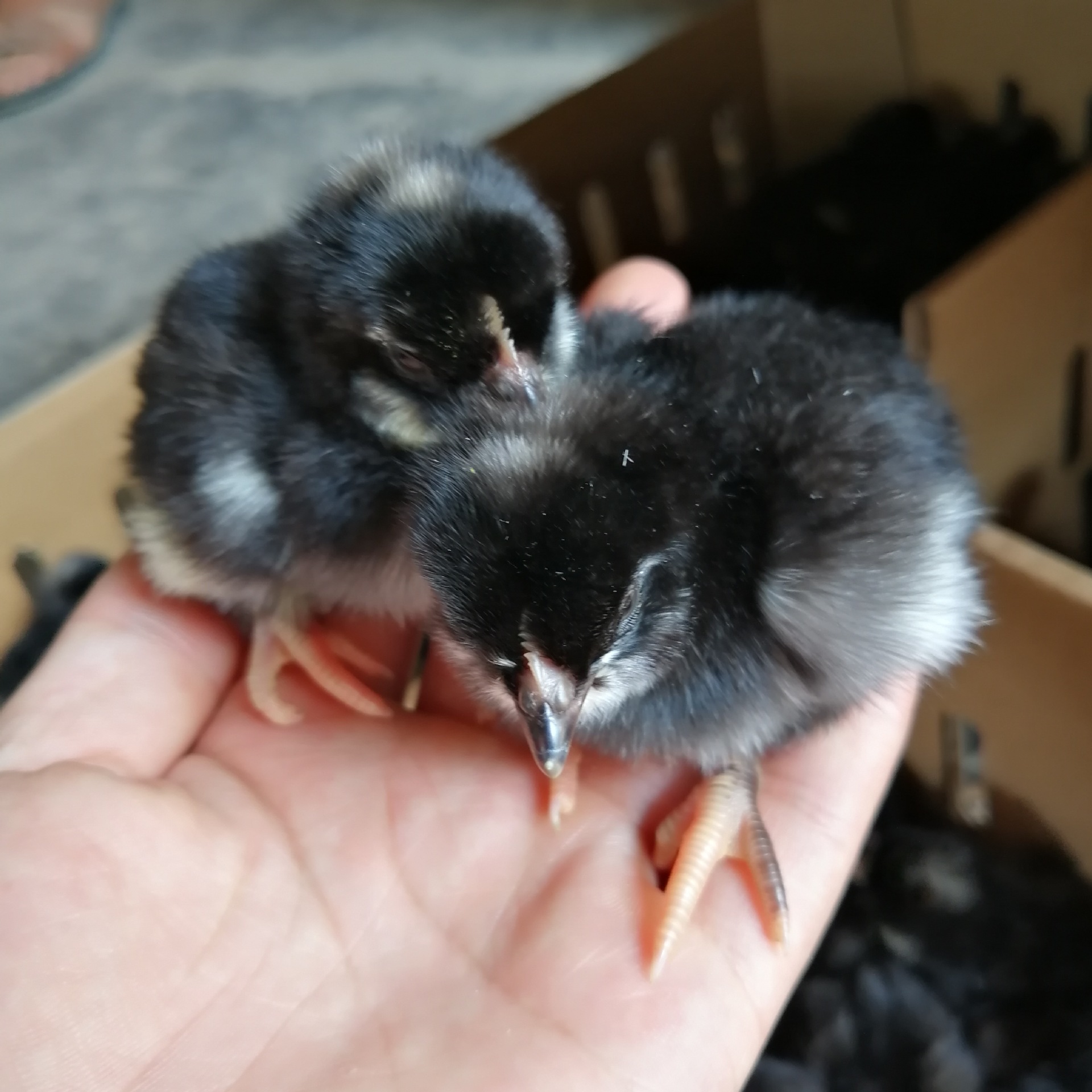 芦花鸡苗图片 芦花鸡苗行情 济宁芦花鸡苗价格