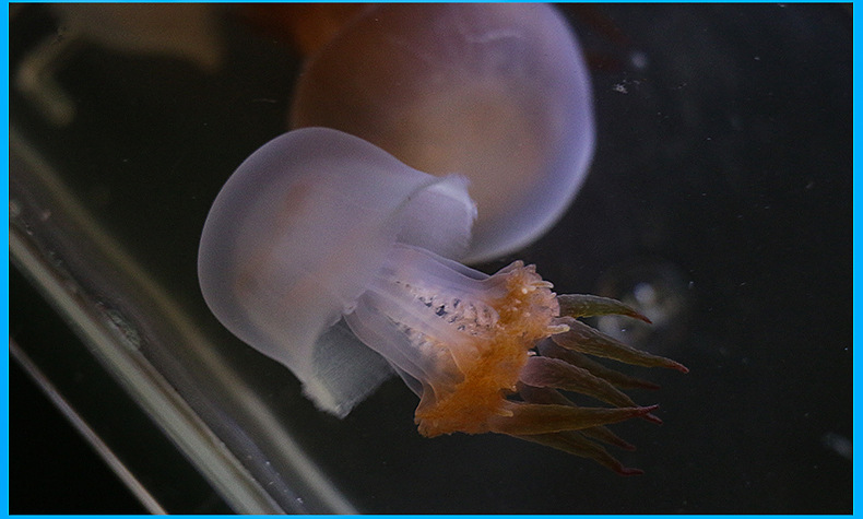 小赤月水母观赏小型宠物水母活物暑假摆地摊做展览景观七彩水母