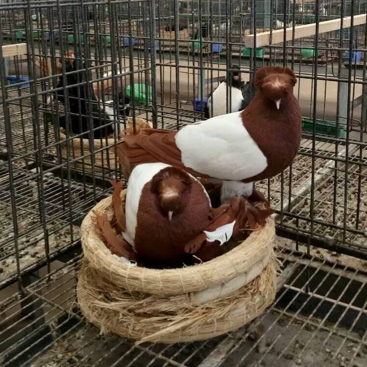 鼓手鸽子一对多少钱 白鼓手鸽子 马甲鼓手观赏鸽子 拉合尔鸽子
