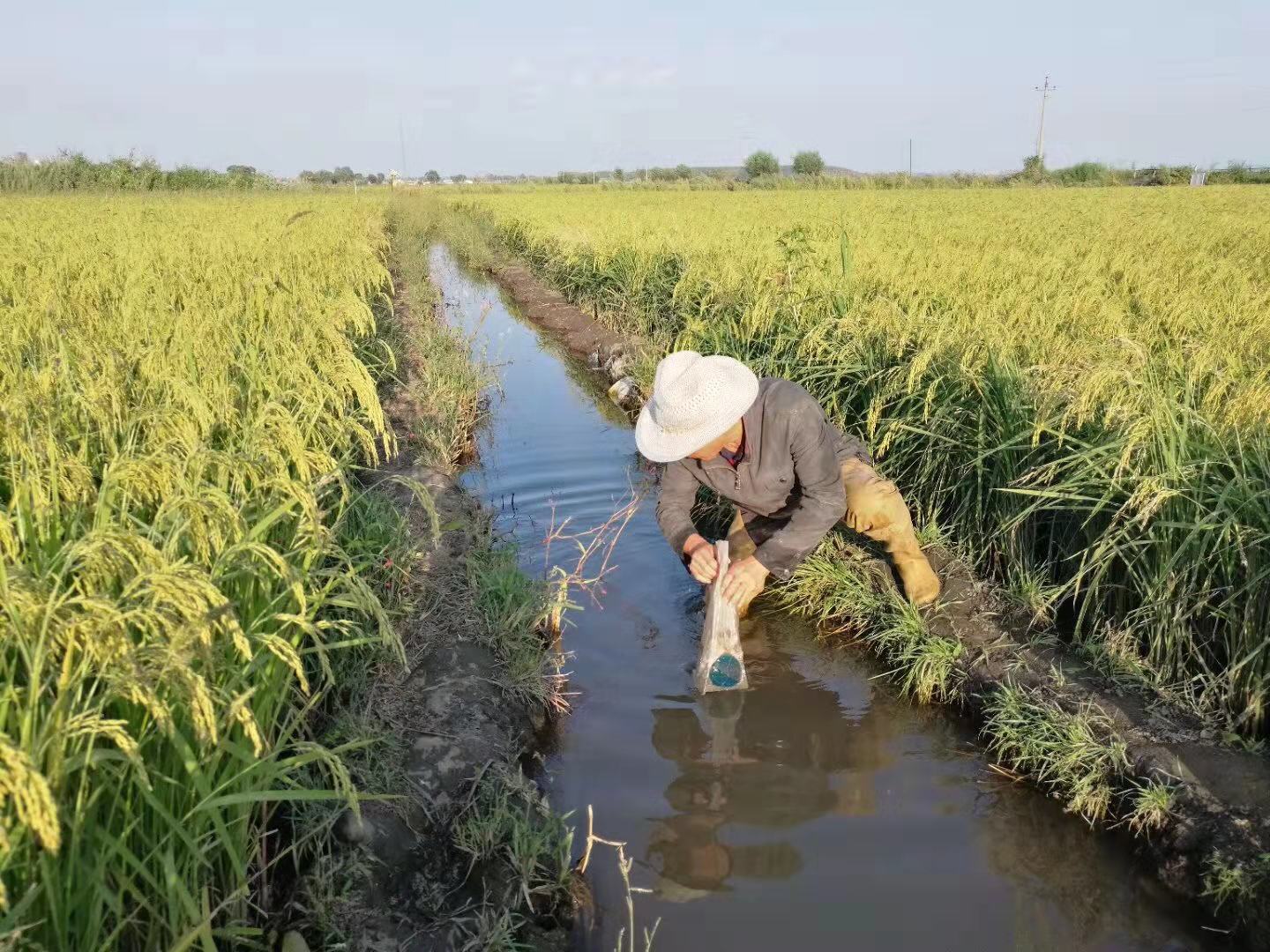 蟹逅了,便会爱上&mdash;&mdash;蟹田大米!