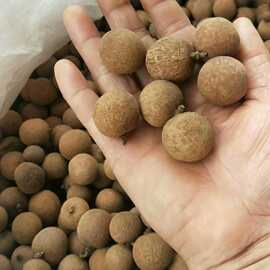 广西博白石硖龙眼干