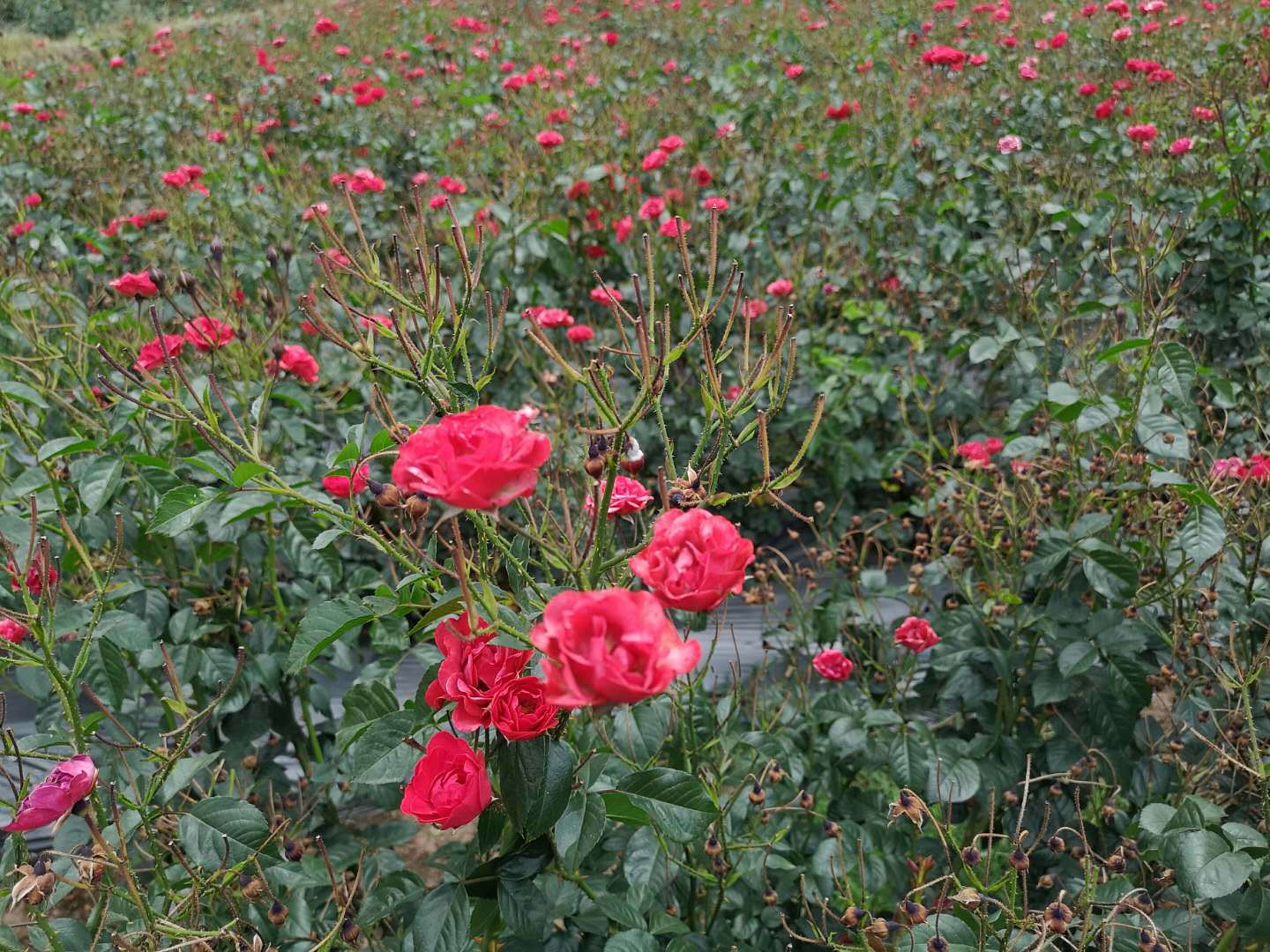 滇食汇 基地自产 金边玫瑰花茶 玫瑰花蕾 玫瑰花冠 非平阴玫瑰