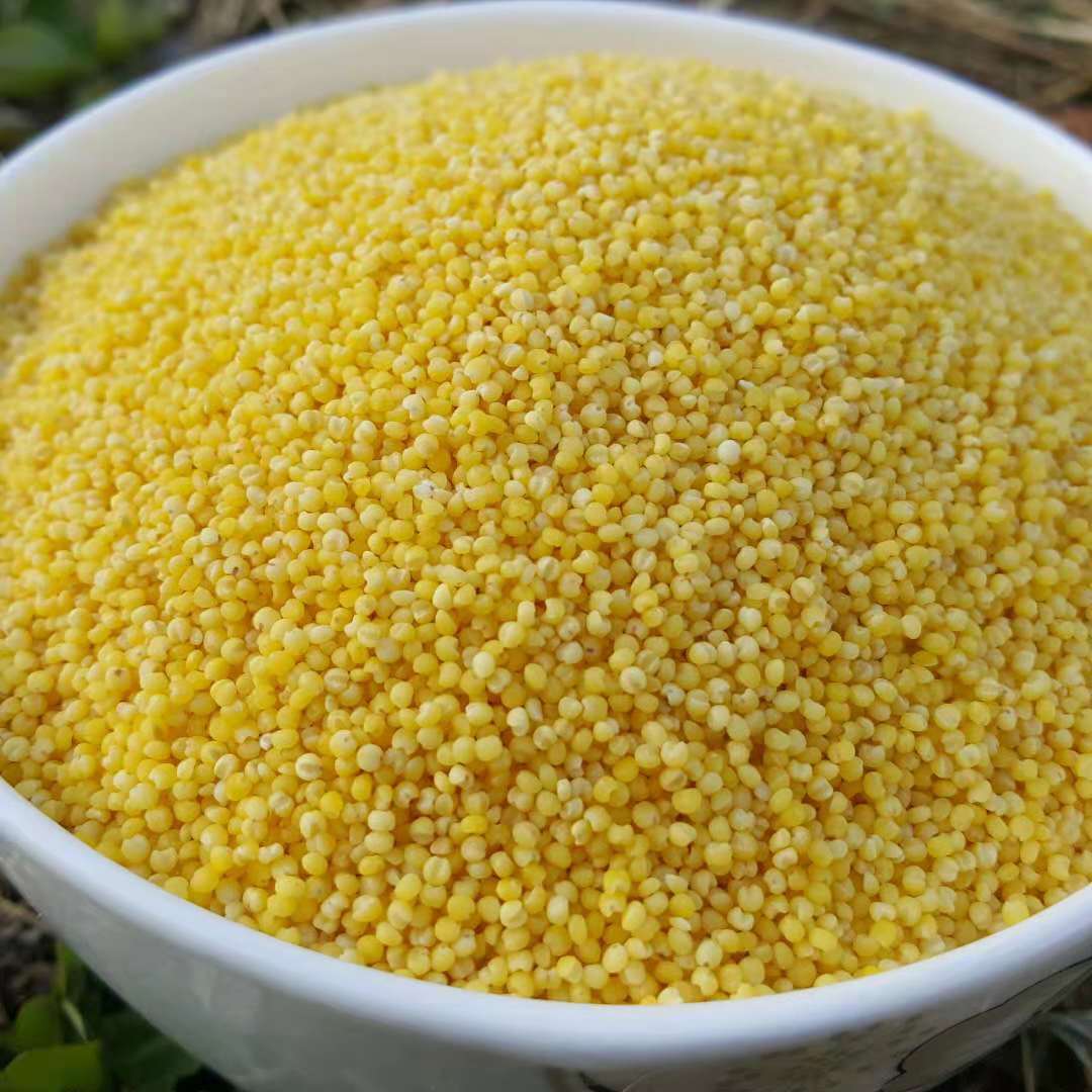 小米是五谷之一,有两,三个品种 一种是甜小米,性质较温暖 另一种是