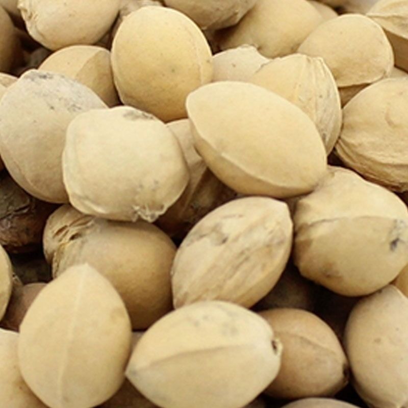 中药材批发 野生无硫樱桃核 新货樱桃籽子 山樱桃核 一公斤包邮