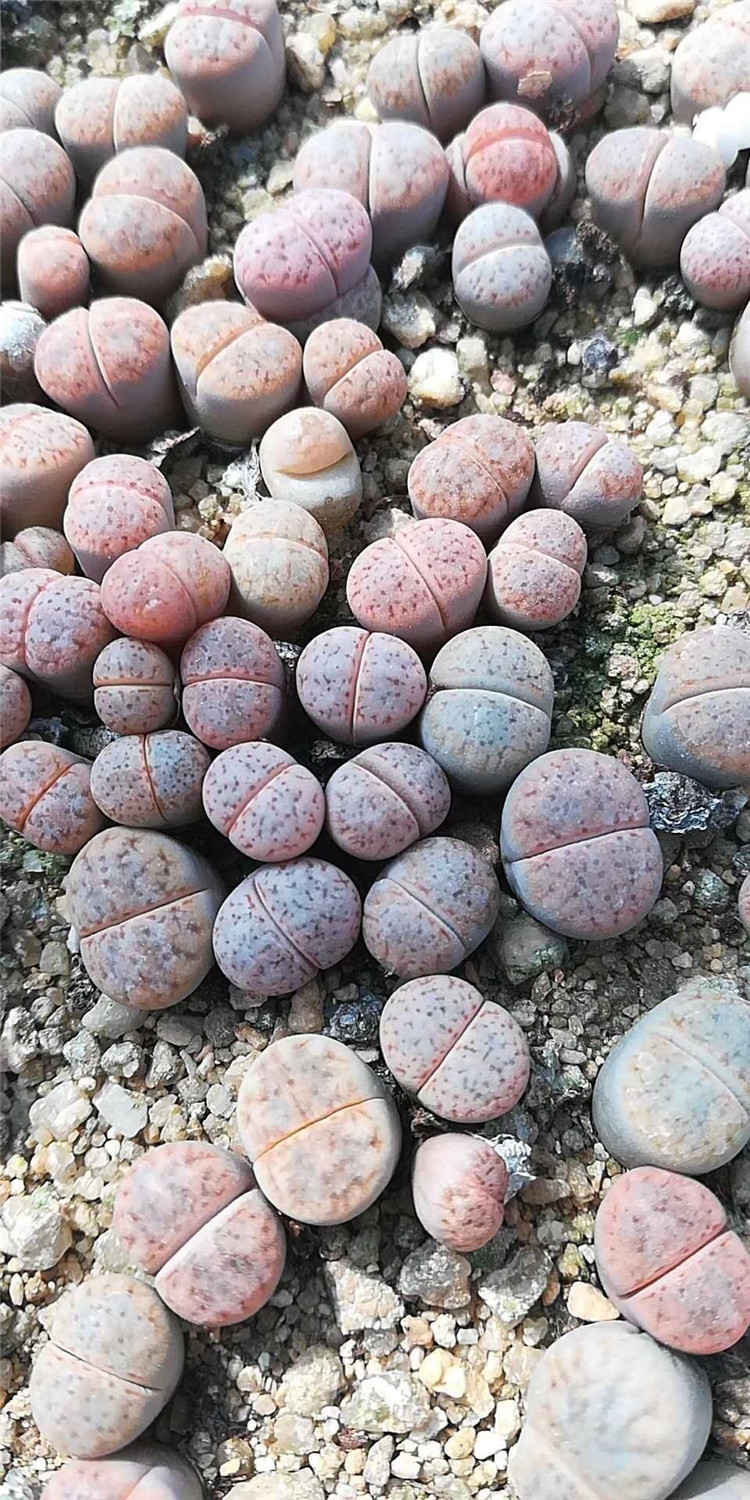 2093多肉番杏科植物大棚批发 花纹玉c317单头 拼盘组合多肉生石花