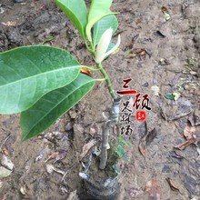 白兰花苗/黄桷兰树苗/黄果兰苗/玉兰树苗嫁接绿化苗基地批发