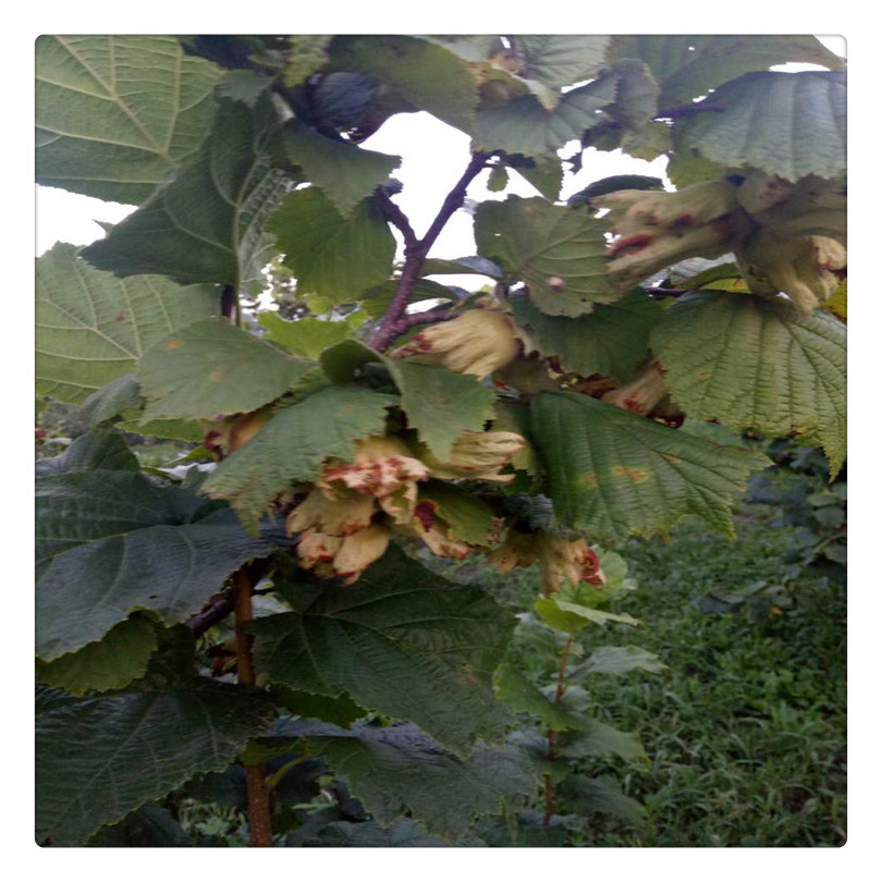 美国大榛子树哪里有卖 植株健壮好成活大榛子树 价格实惠