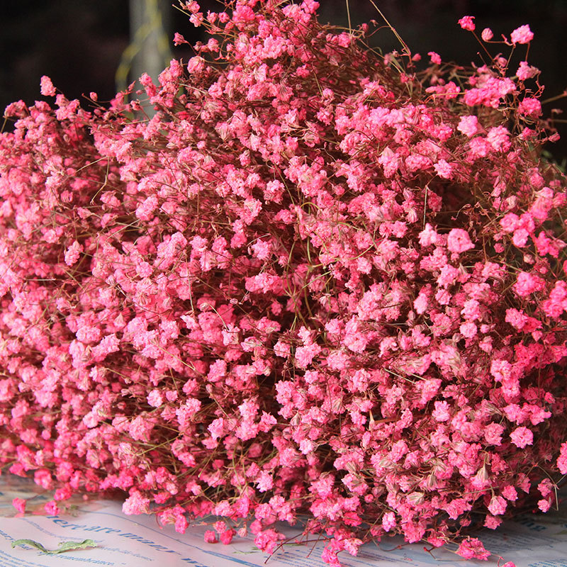 云南满天星干花批发  粉色满天星干花 干花满天星 家庭装饰花束