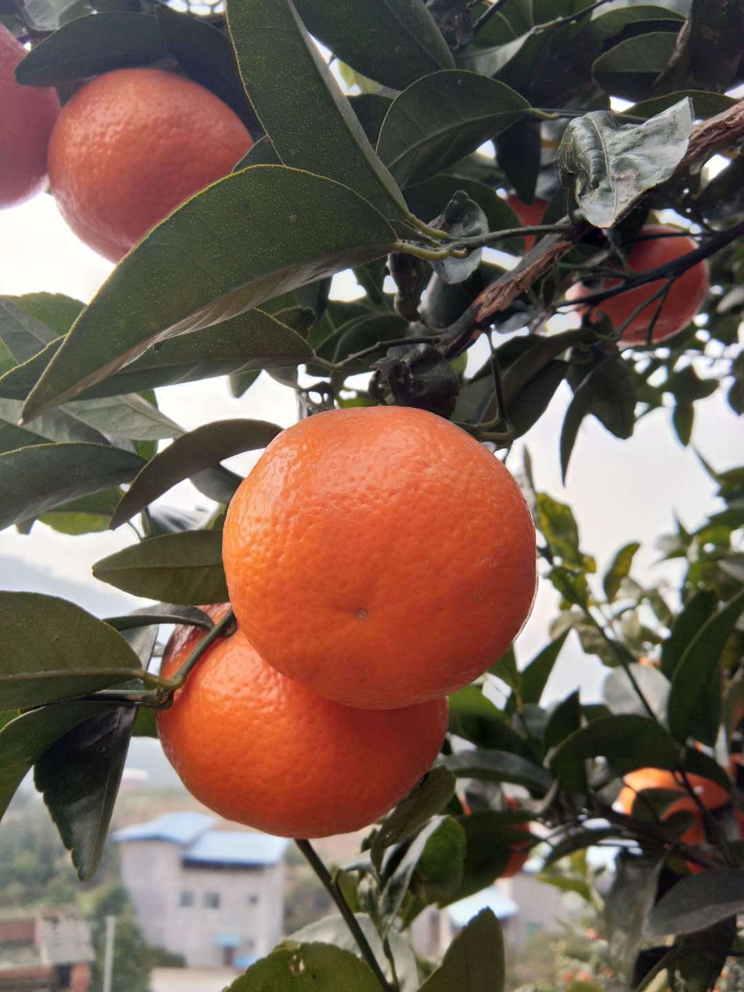 默科特 重庆三月柑 柑橘桔子