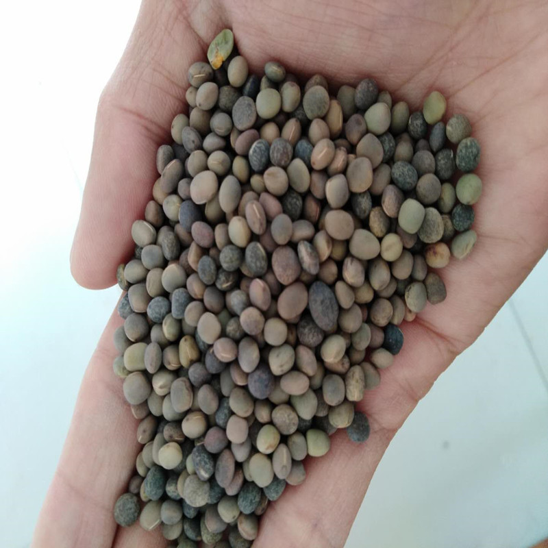批发供应绿肥种子箭舌豌豆种子 建设豌豆量大批发 箭筈豌豆种子