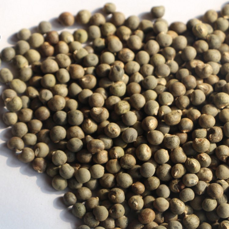 批发花卉蔬菜种子黄秋葵阳台盆栽蔬菜四季种夏播黄秋葵产量高