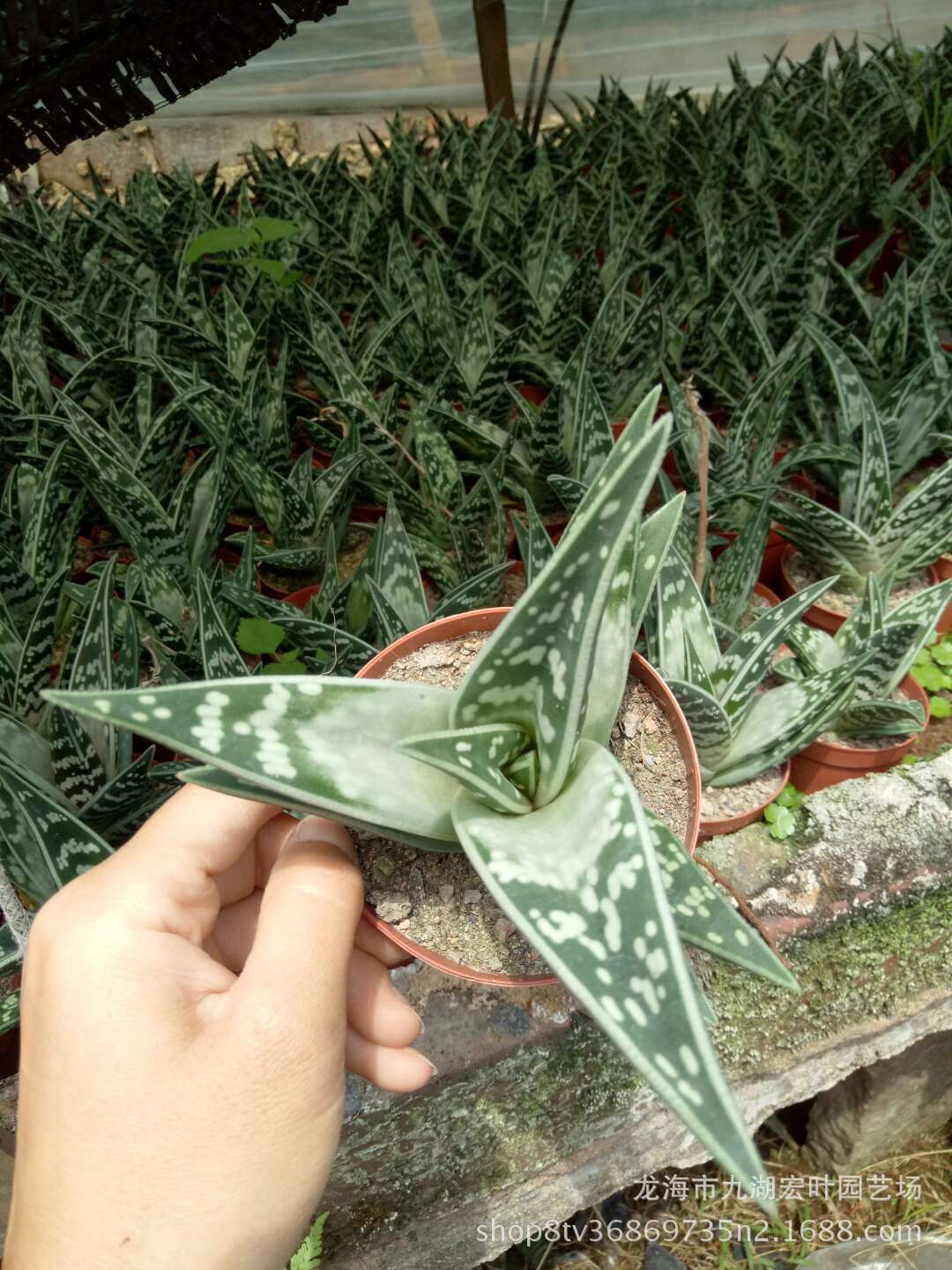 银光锦自然锦仙人球仙人柱多肉植物景观盆栽沙生植物仙人掌